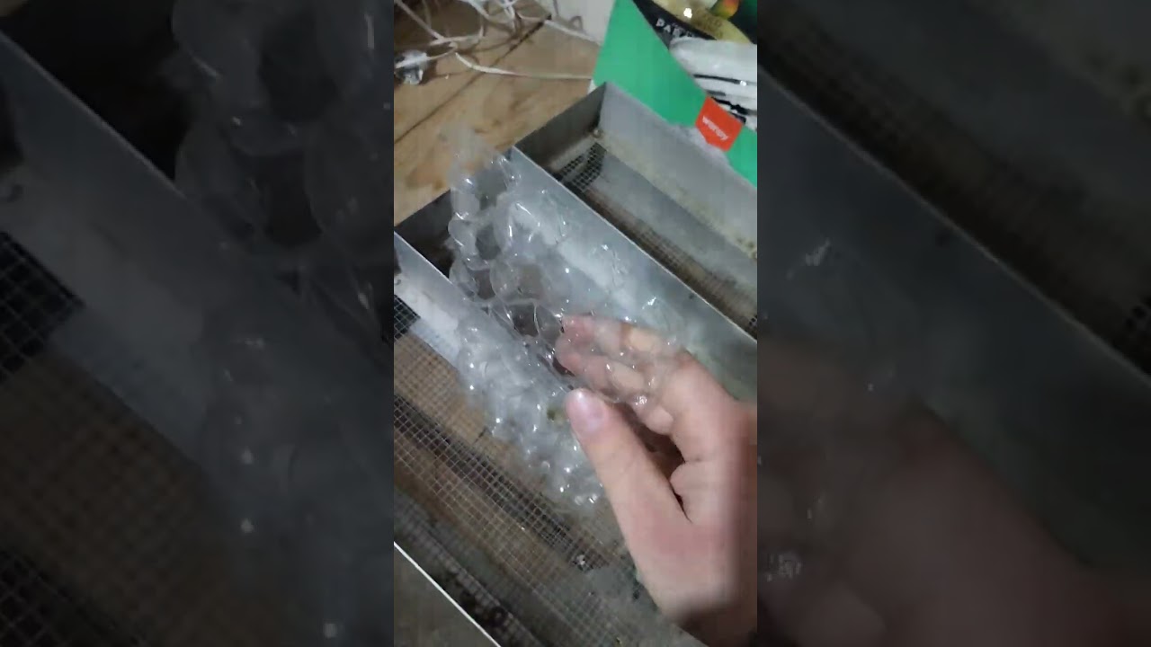 Başlıyoruz Bıldırcın üretimi ve ilk video ilk heyecan heyecan...