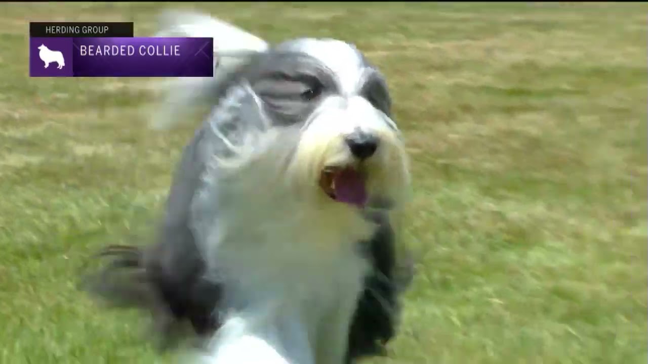 Bearded Collies | Breed Judging 2022