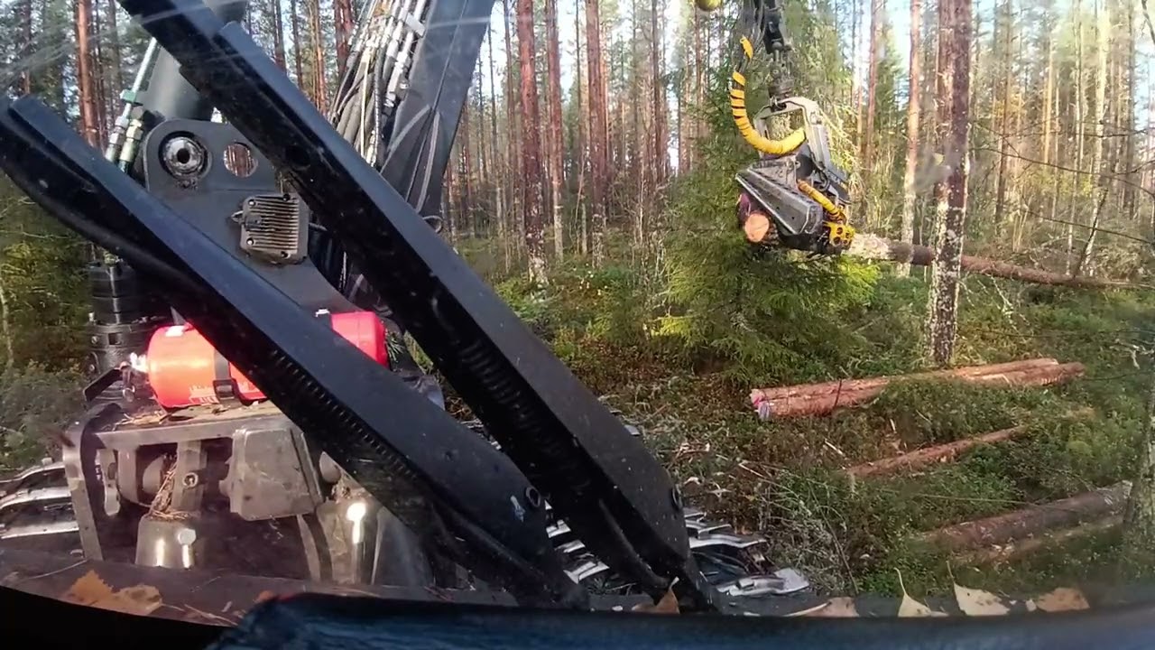 Välillä vähän parempaa leimikkoa harventamassa