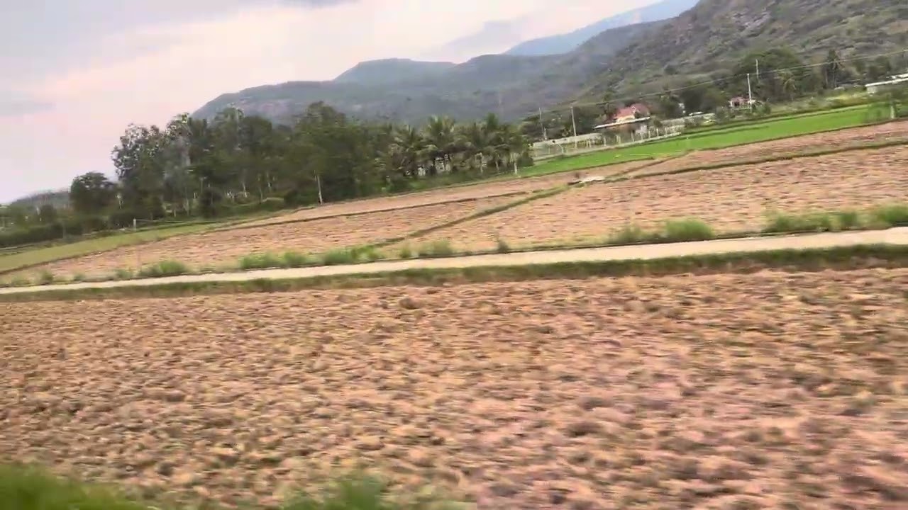 Cánh đồng lúa 🌾 xanh mướt ở quê nhà #vietnamtravel #beautifulview #familyvlog #memories #travelvlog 