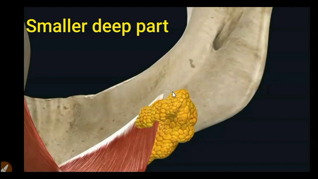 EASY WAY TO LEARN ANATOMY OF SUBMANDIBULAR GLAND -