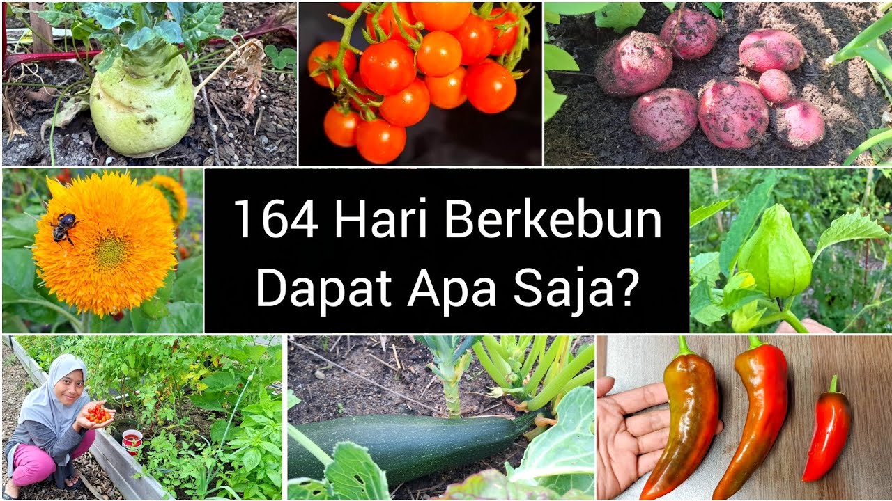 1855 Garden Asyiknya Berkebun