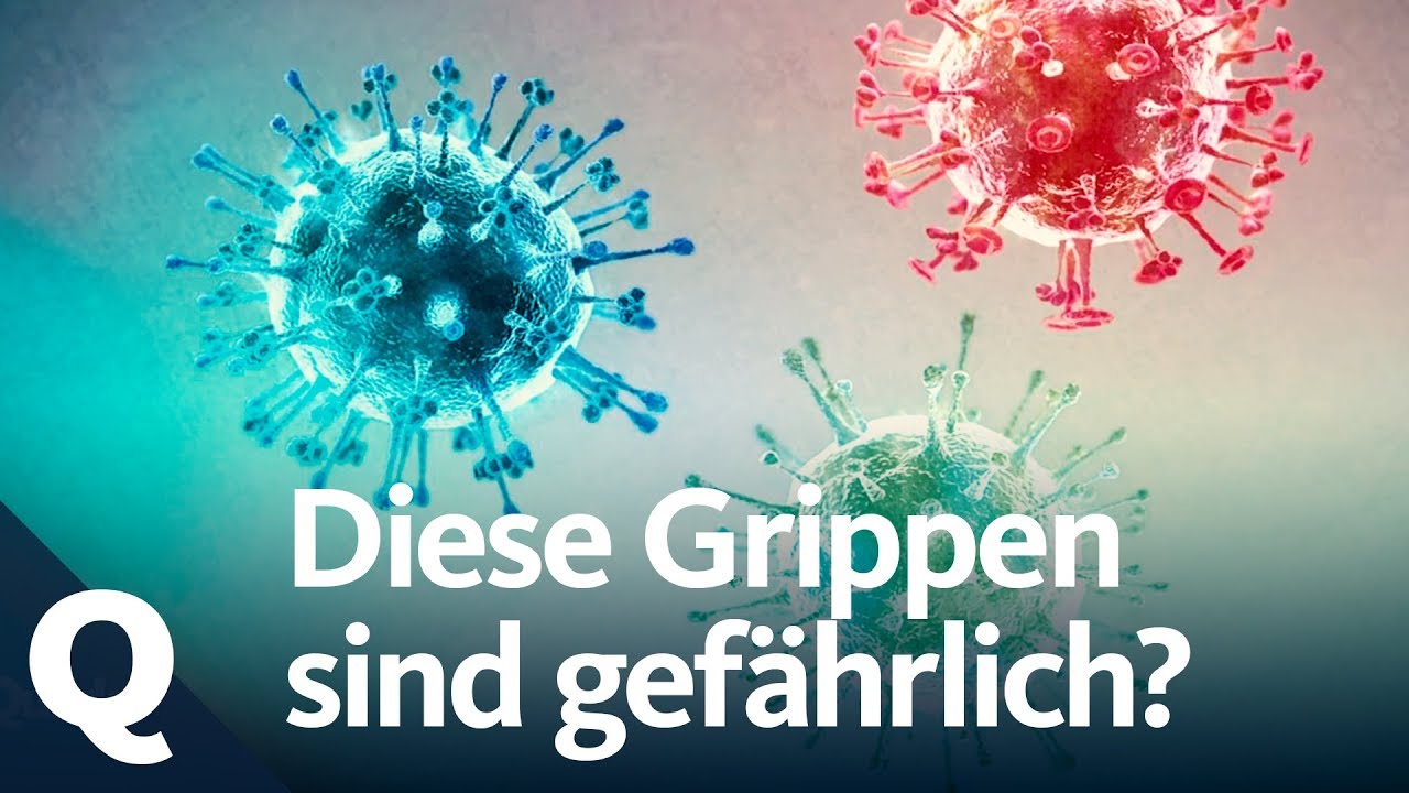 Grippe-Check: Schweinegrippe, Vogelgrippe und saisonale Grippe im Vergleich | Quarks