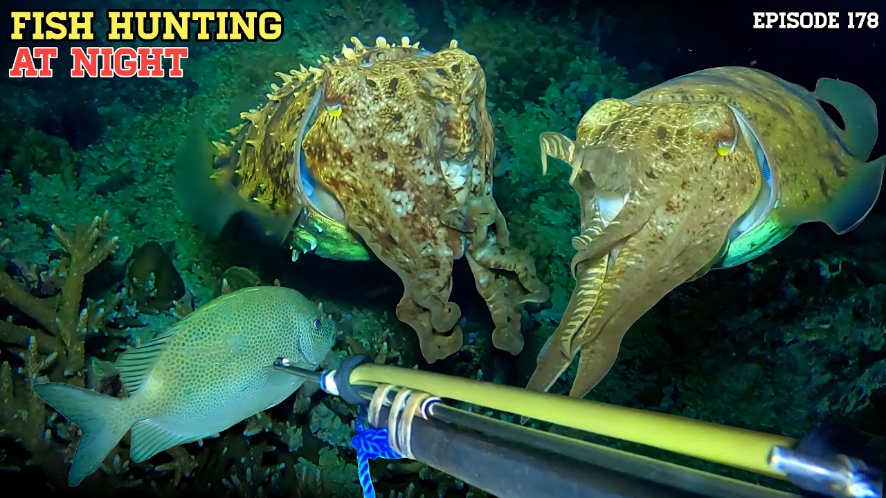NIGHT SPEARFISHING EPISODE 178 | FISH HUNTING AT NIGHT 