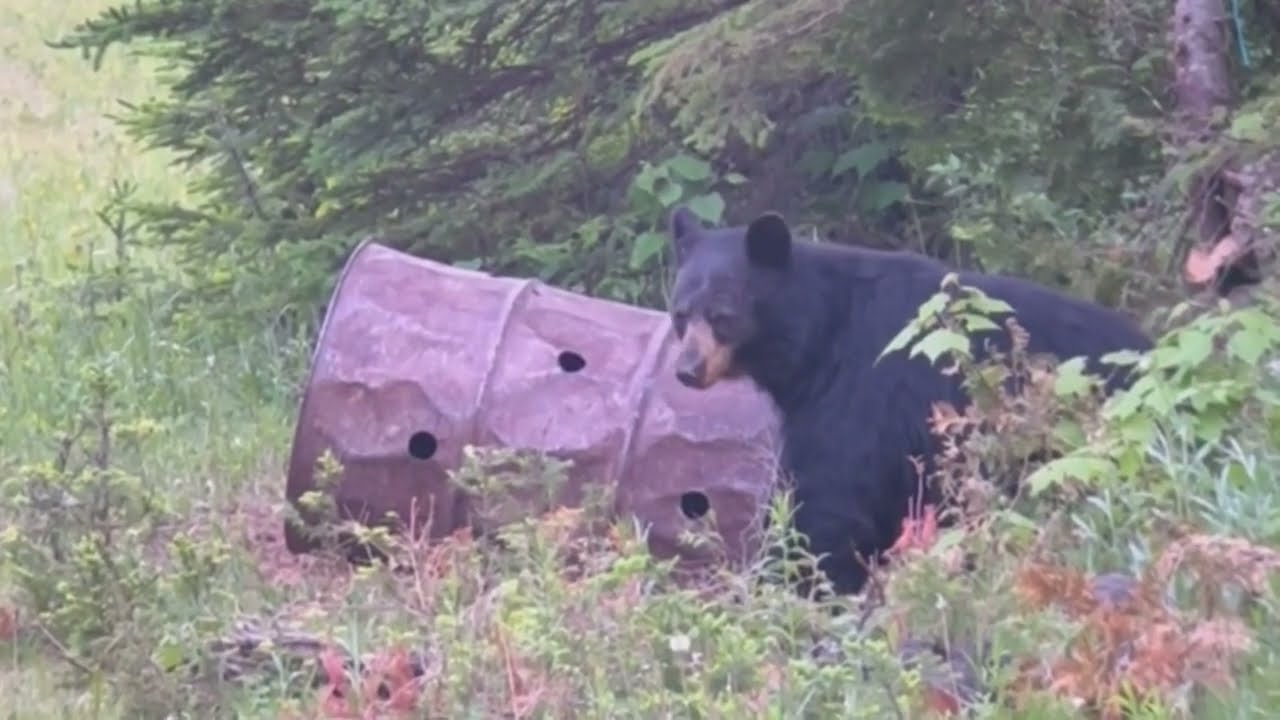 Sépaq Matane chasse à l’ours  2025