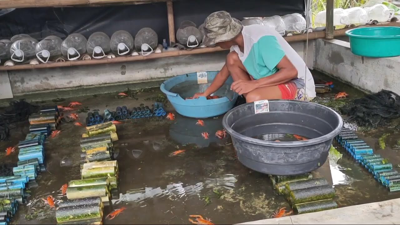 Crayfish Cleaning Pound And Get The Berried