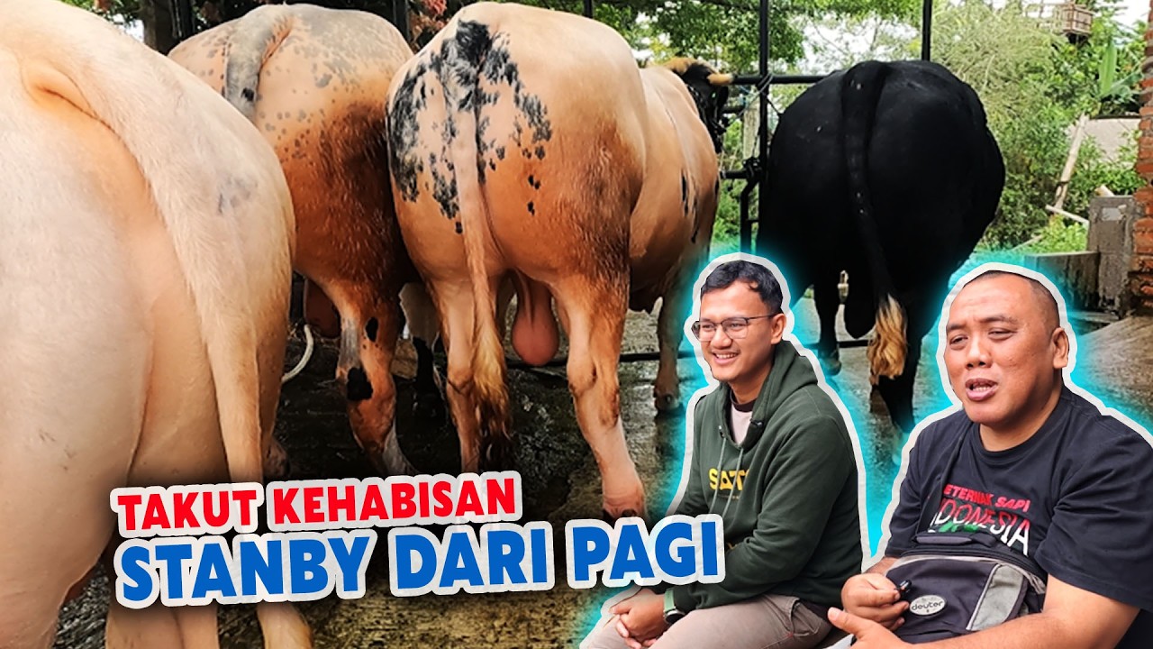 Kapok Sapinya Susut! Langsung Ke Kandang Btm Borong 3 ekor Sapi Madura, Belgian Blue, Simental