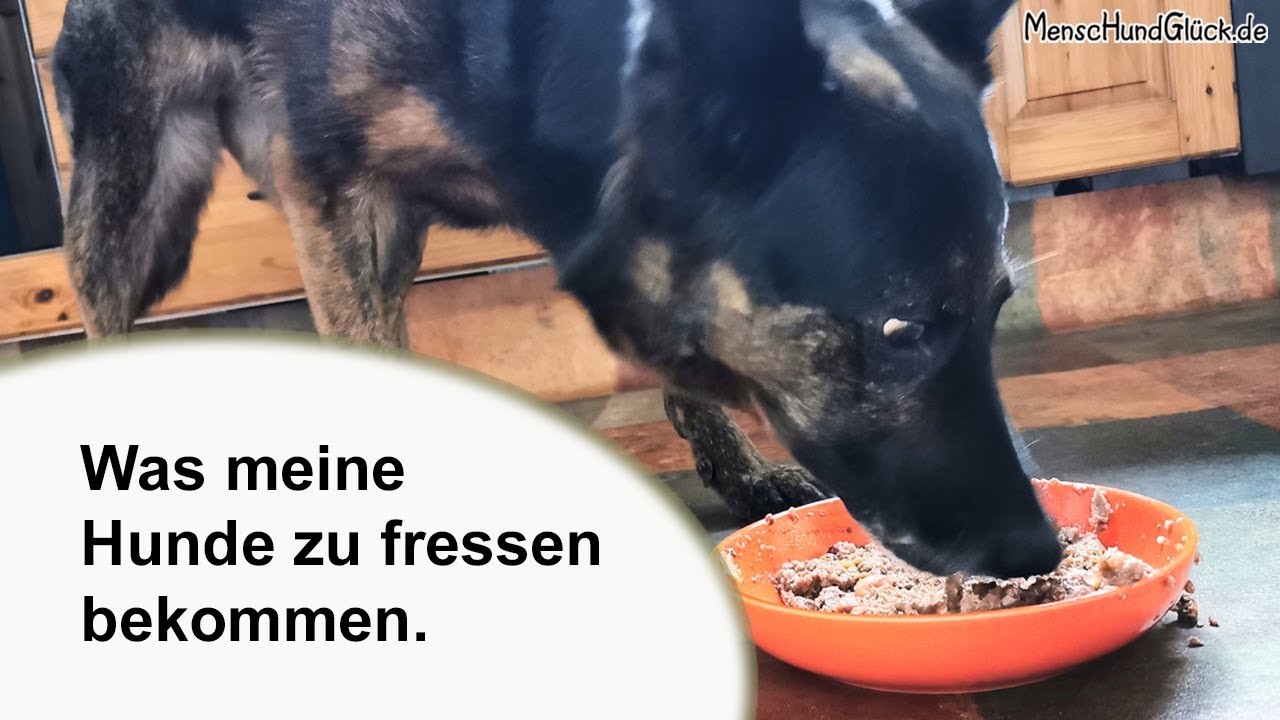 Was meine Hunde zu fressen bekommen