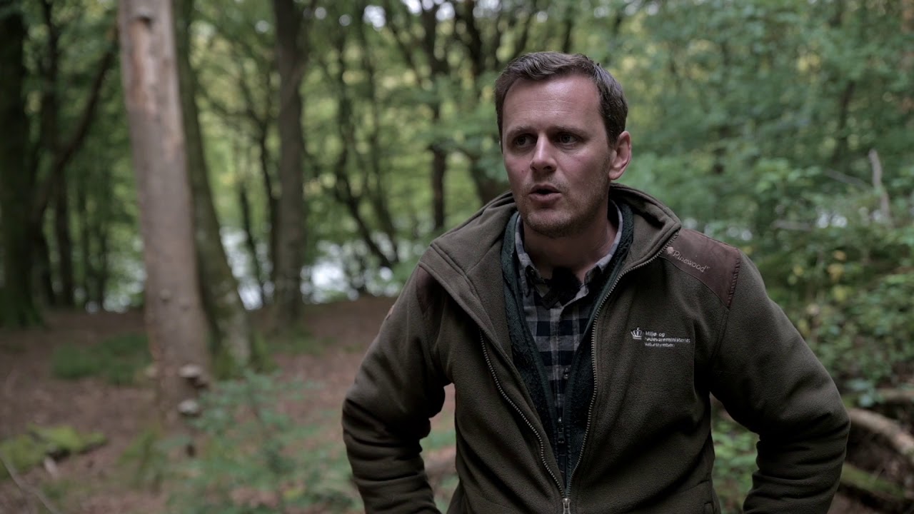 LIFE Open Woods - det praktiske arbejde. Hald Inderø.