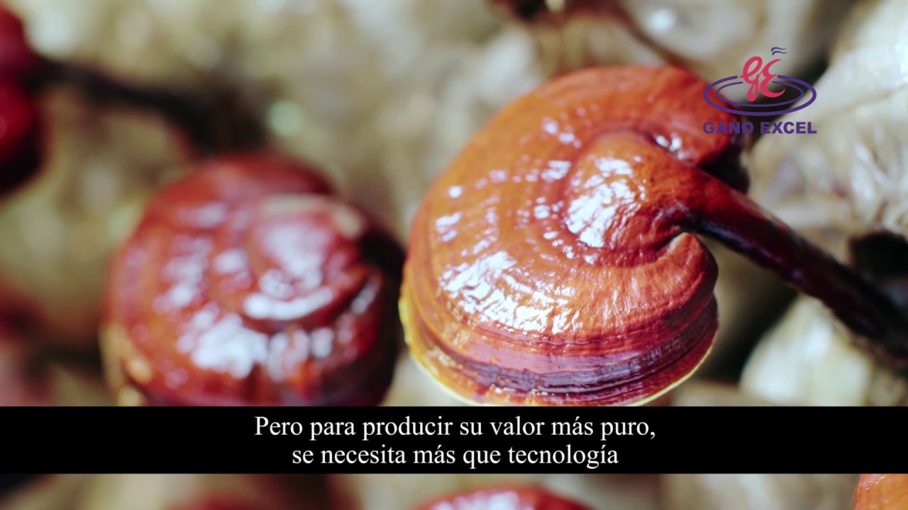 Gano Itouch Perú - Procesamiento del Ganoderma