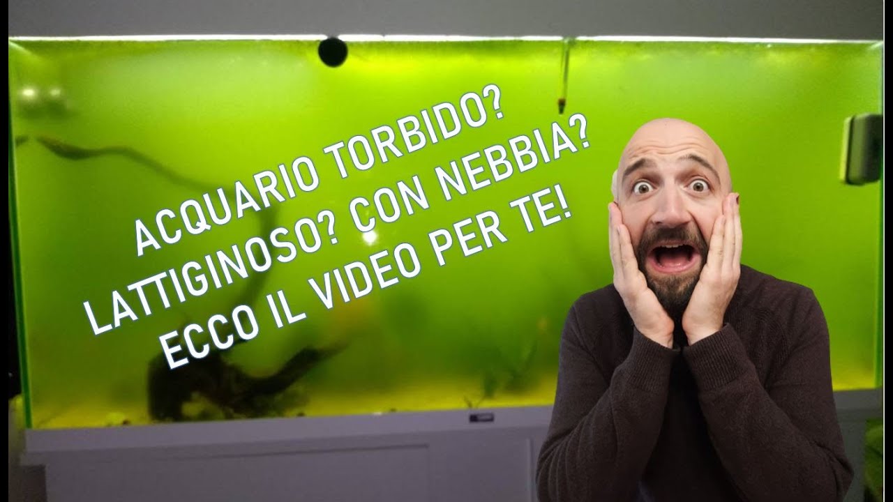 Hai un acquario torbido? Cause, rimedi e spiegazioni