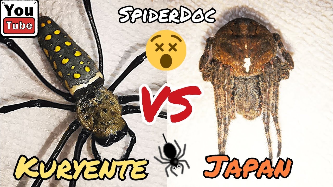 KURYENTE vs JAPAN. Monster Spider Fight. Nephila clevipes vs. Araneus ventricosus.