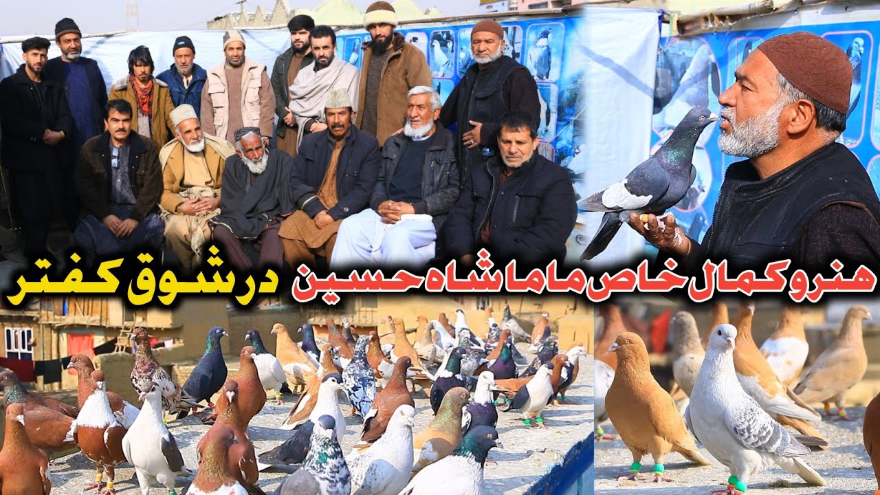 شوق جانانه و دیدنی با ماما شاه حسین و بزرگان شوق کفتر | تلاش برای شکار | برگ سبز تُحفه درویش 