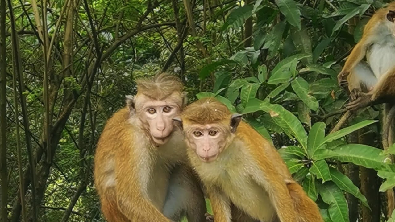 Funny Toque Macaques of Sri Lanka | Playful Monkeys in the Wild