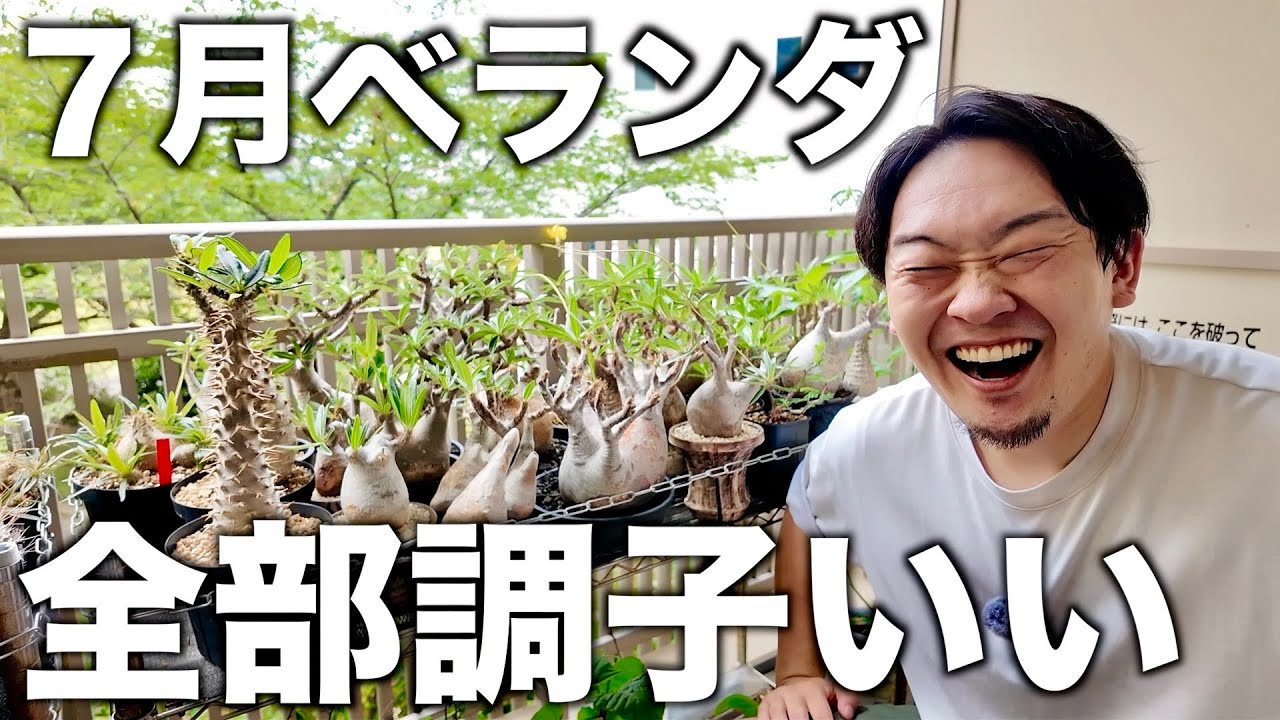 【塊根植物】７月のベランダ状況と夏の管理について