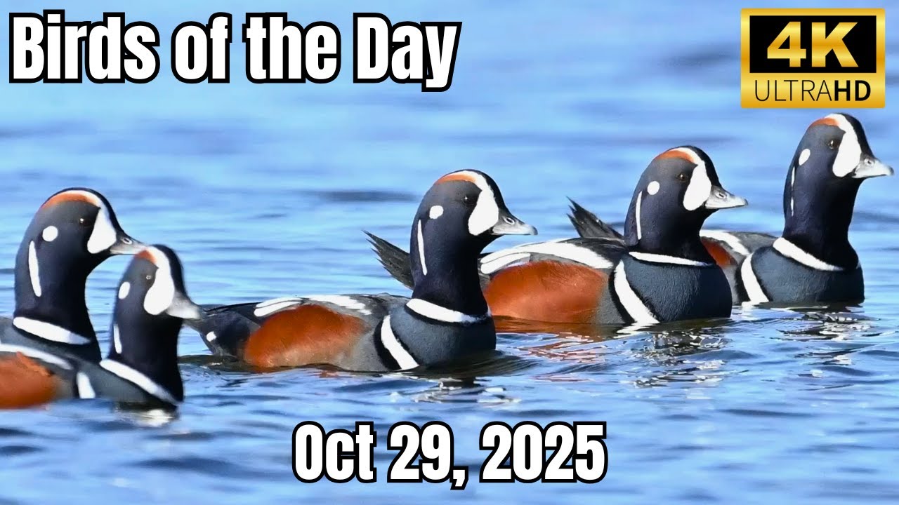 Four types of Gulls, Harlequin Ducks and a Lifer! — 13 Species Journal - Oct 29, 2025