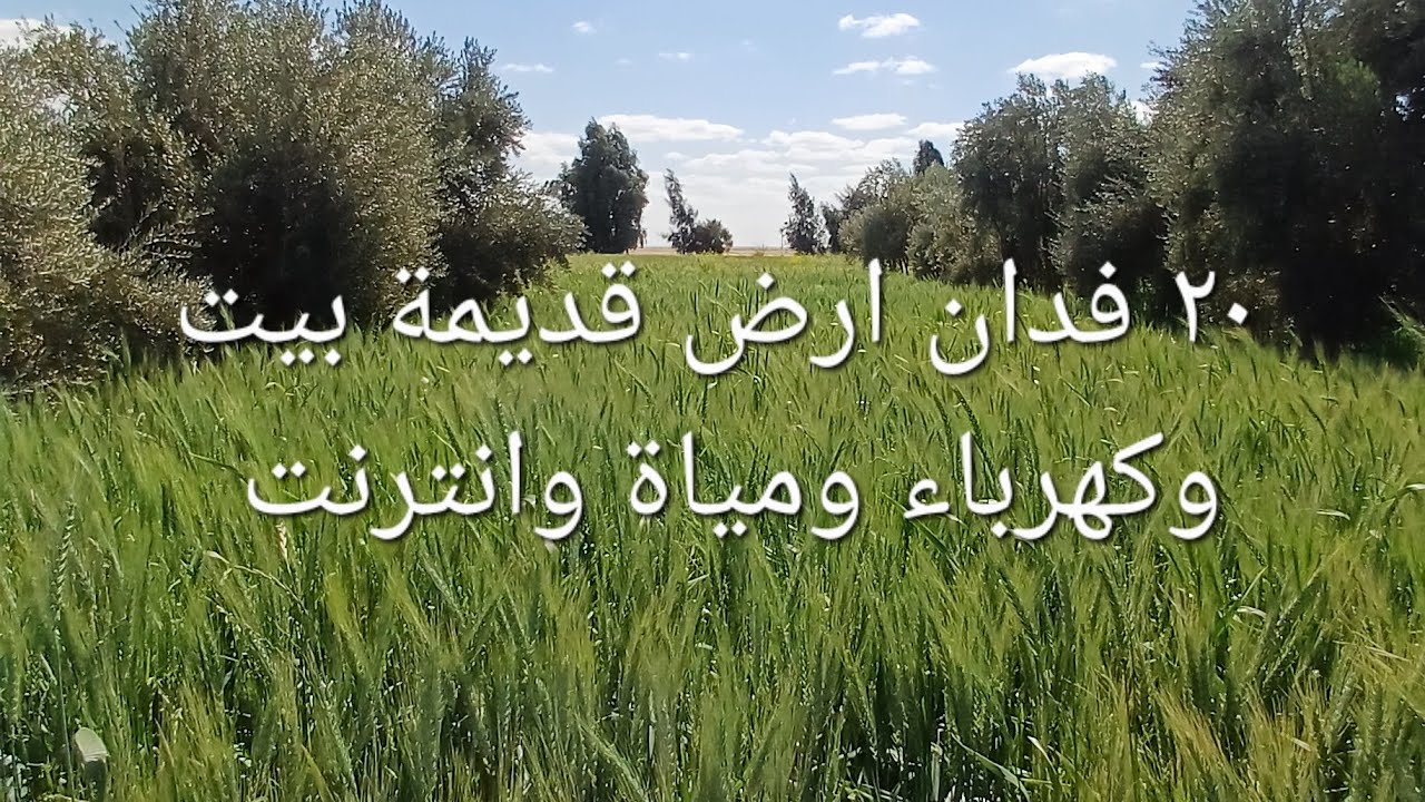 ٢٠ فدان للبيع ارض قديمة تقنين موجود بيت وكهرباء ومياة وانترنت والسعر لوقطة الفرافرة ابوهريرة