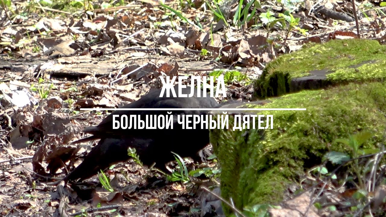 Большой черный дятел - желна