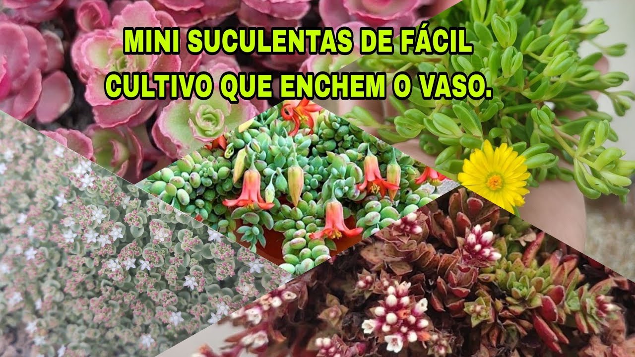 20 MINI SUCULENTAS DE FÁCIL CULTIVO QUE ENCHEM O VASO. #jobelaflor