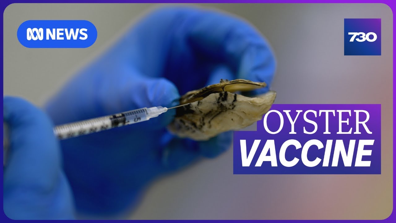 Vaccine giving oyster lovers hope | 7.30