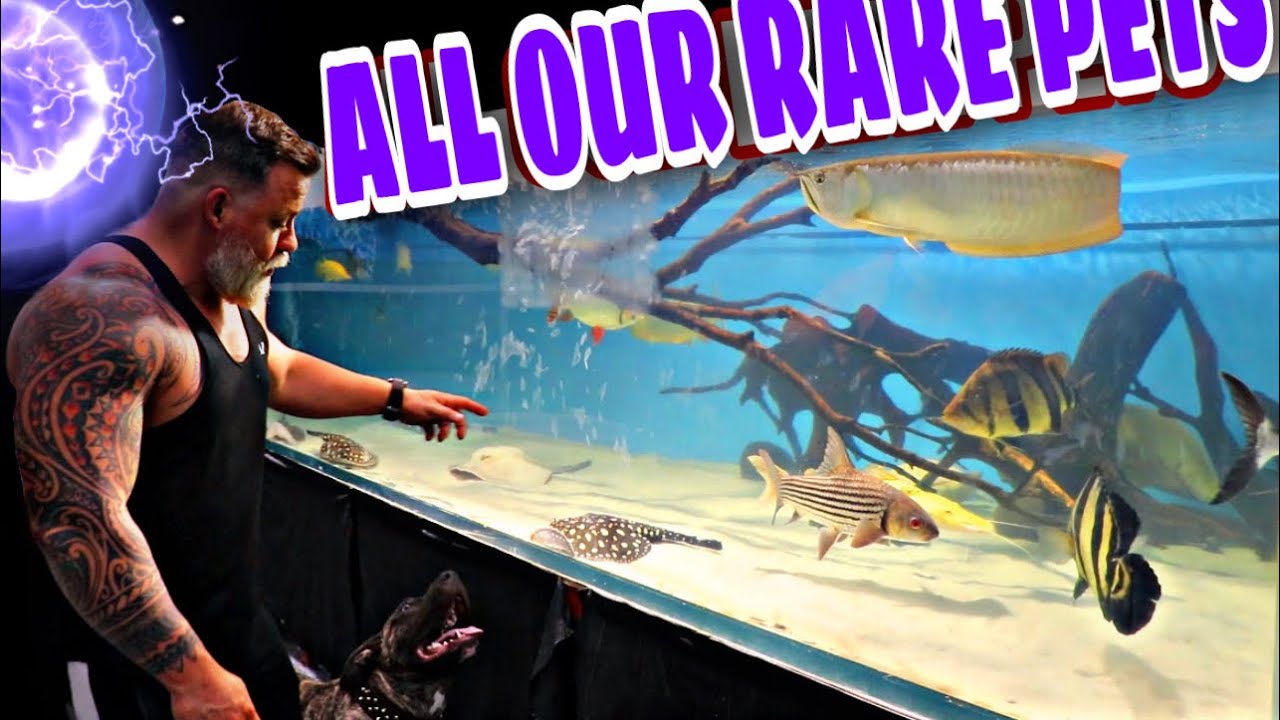 ALL OUR RARE PETS - SHOP TOUR Displaying all the unique, rare hard to find fish.