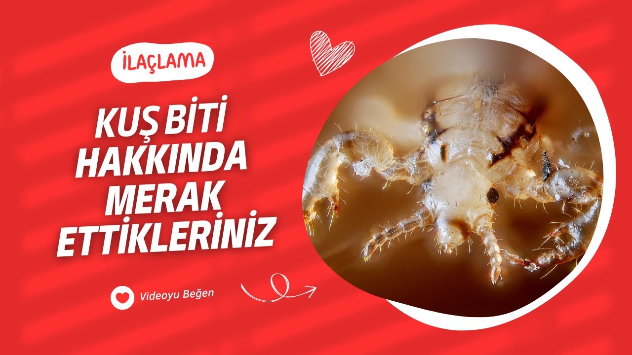 Kuş Biti Hakkında Tüm Merak Ettikleriniz - ilaclama.com.tr