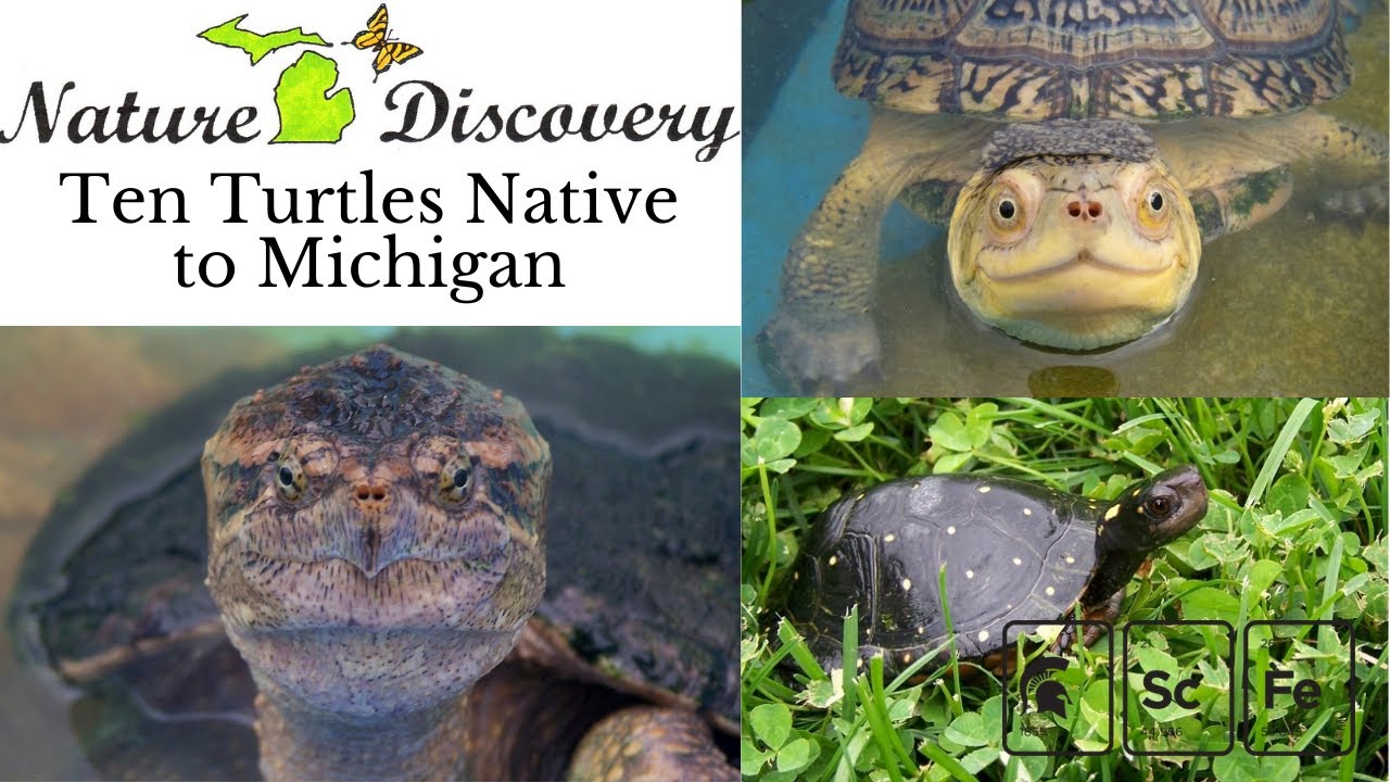 Ten Turtles Native to Michigan