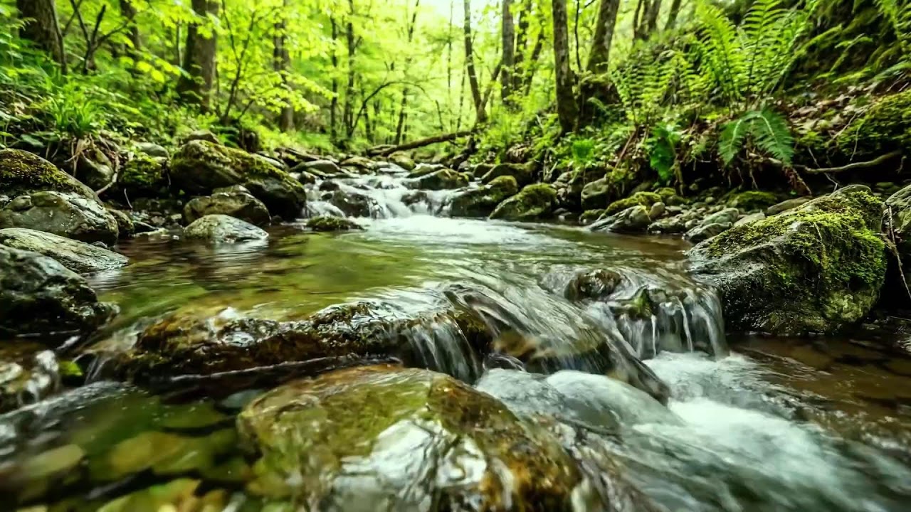 Nature Sounds in Green Forest, Beautiful Stream Flow and Birds Singing, Relaxing White Noise
