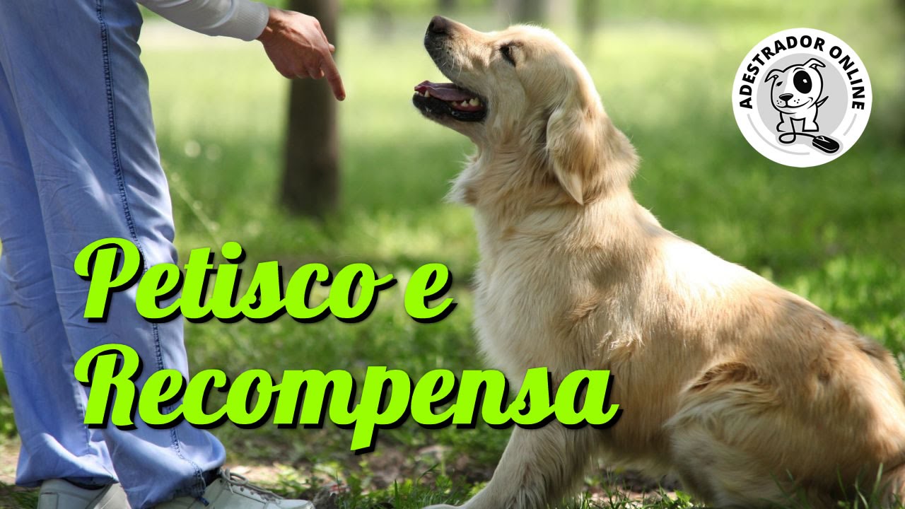 Qual Petisco e Recompensa devemos usar pra treinar cães.