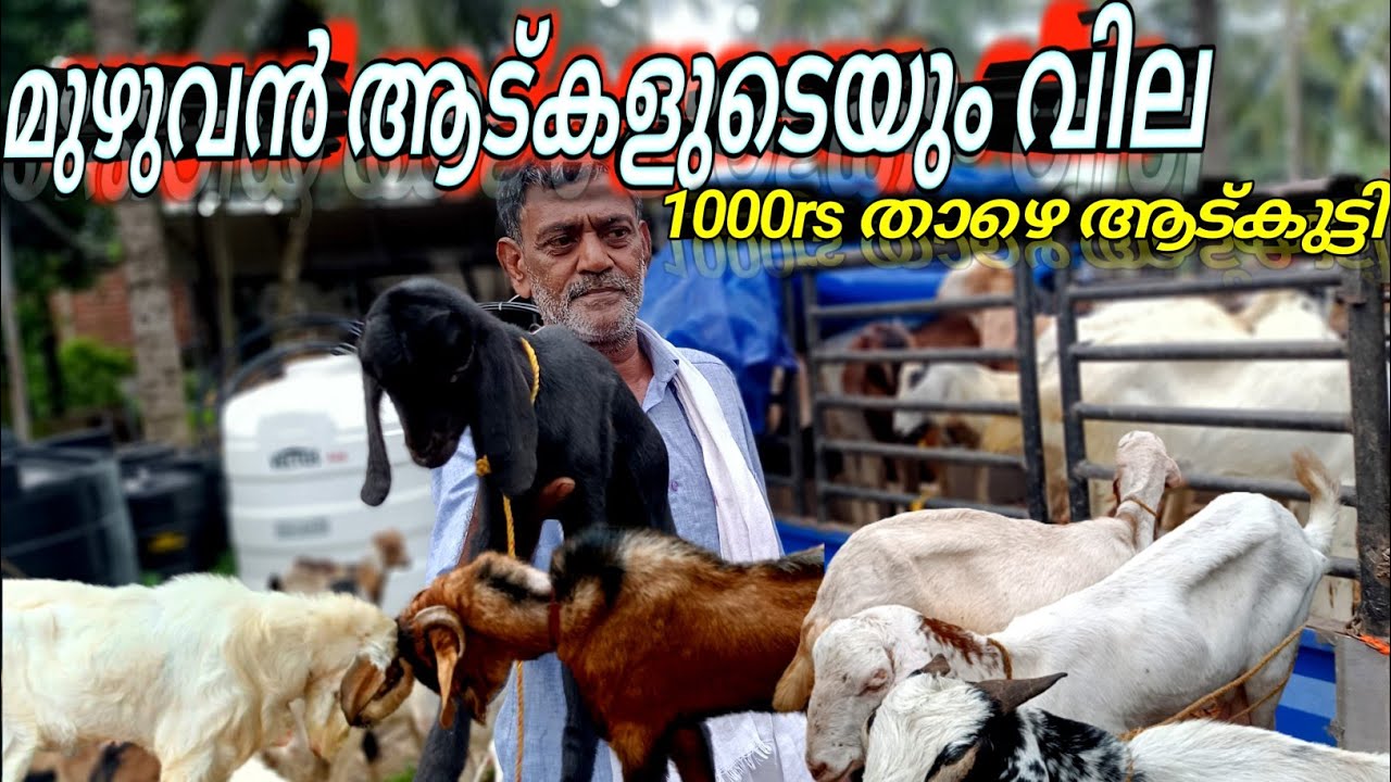 ✨ചന്തയിലെ മുഴുവൻ🐐ആട്കളുടെയും വിലവിവരങ്ങൾ💸chattiparamba adu chanda #chattiparamba#chanda#chantha#goat