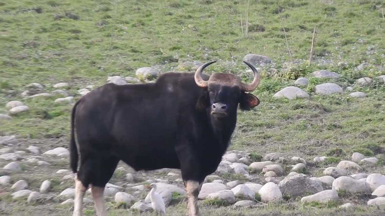 Chapramari Forest || Bison || Watchtower Safari   #animalplanet #wildlife #dooar