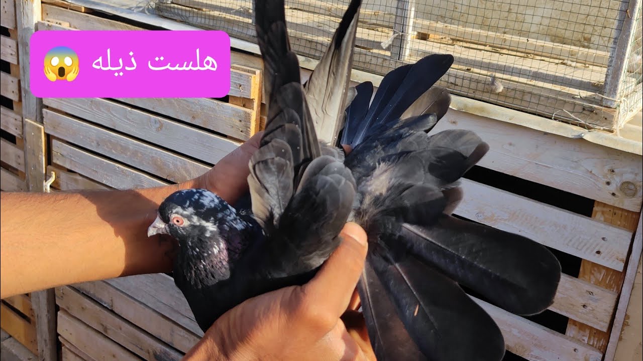 #طريقه تخلص من جرت الروس الي في الطير