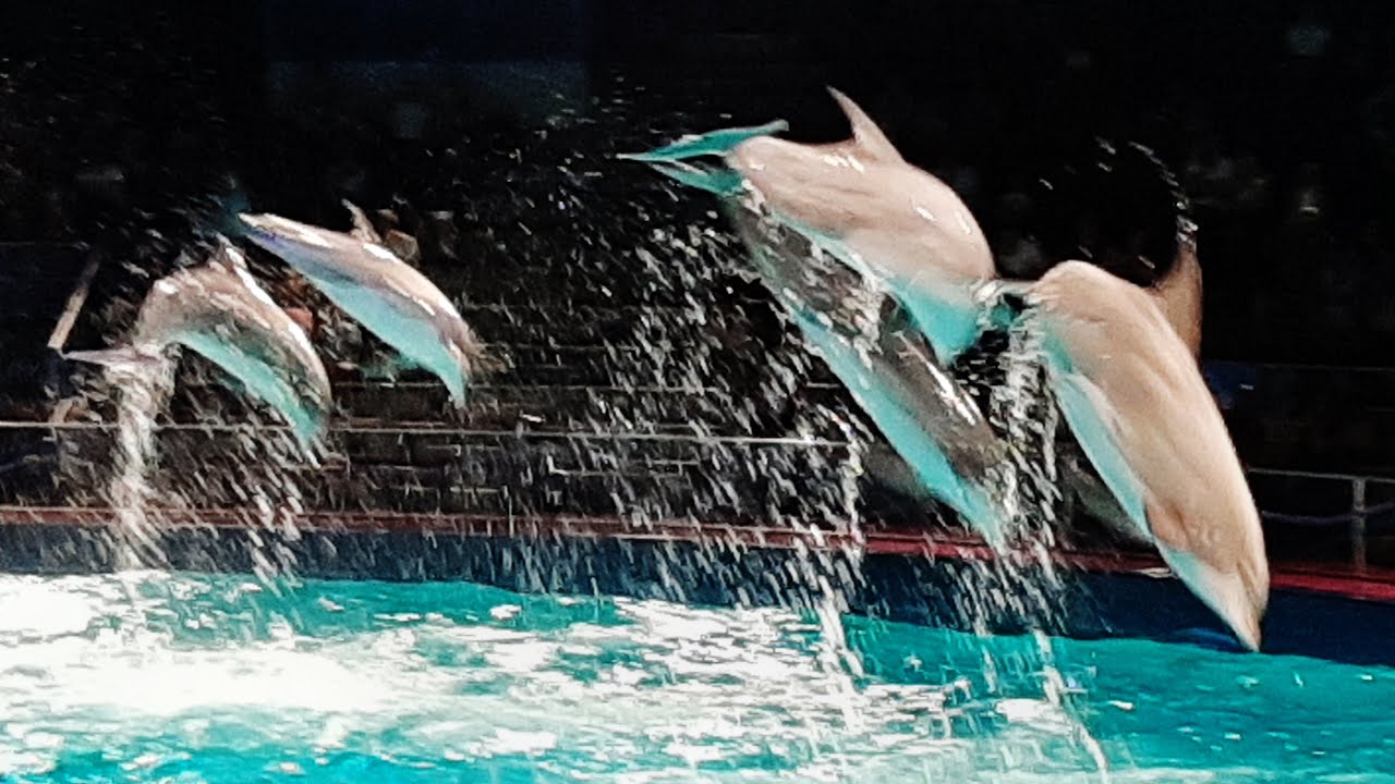 Dolfijnenshow Oceanica Dolfinarium 2021