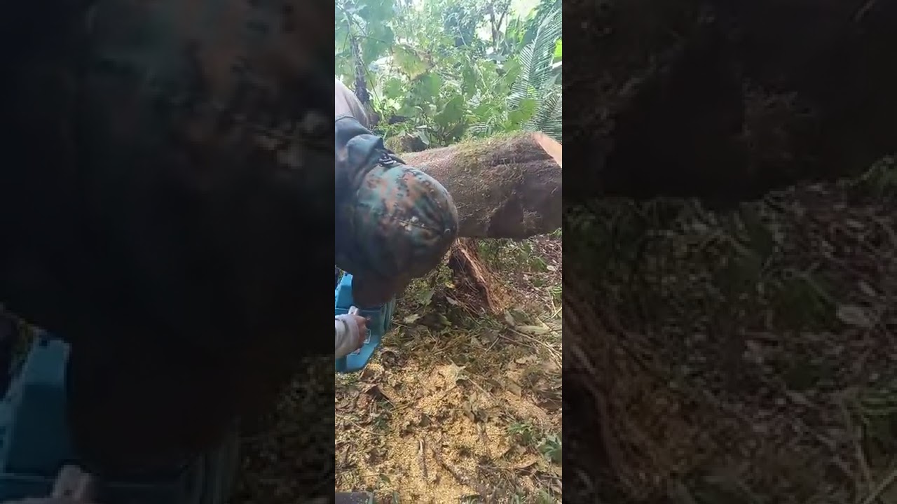 primera vez aserrando en la montaña ⛰ MOTO SIERRA TOTAL