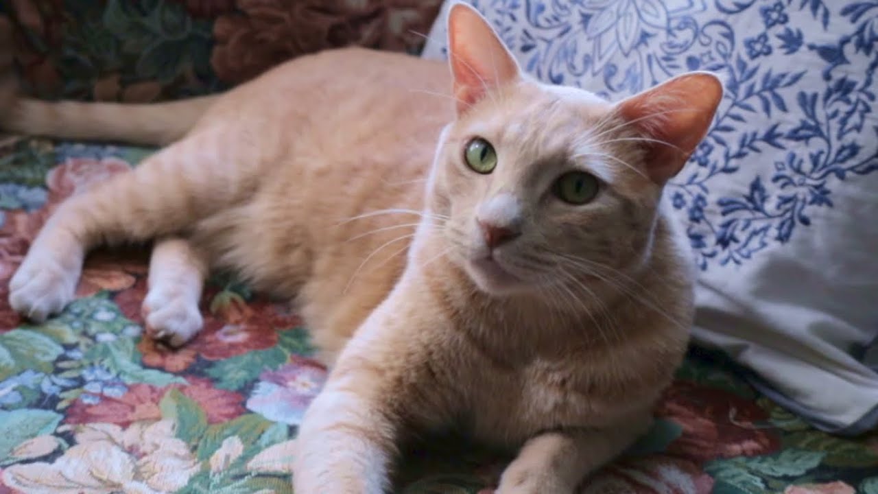 ASMR Cozy Cat 😸 (scratching, purring, & brushing)