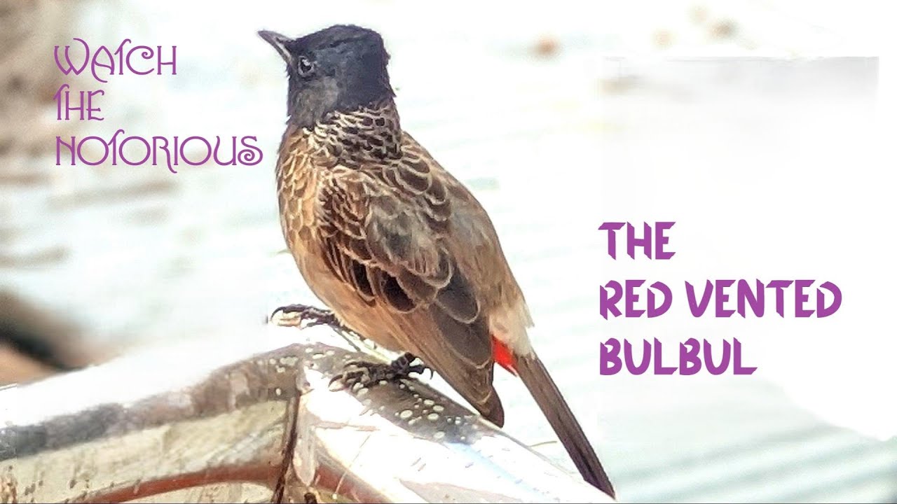 RED VENTED BULBUL: The Nature Quest