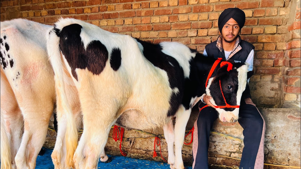 ਸਸਤੇ ਮੁੱਲ ਚ -3 ਵੱਛੀਆ ਵਿਕਾਉ-3 heifer for sale #brardairyfarmmoga 