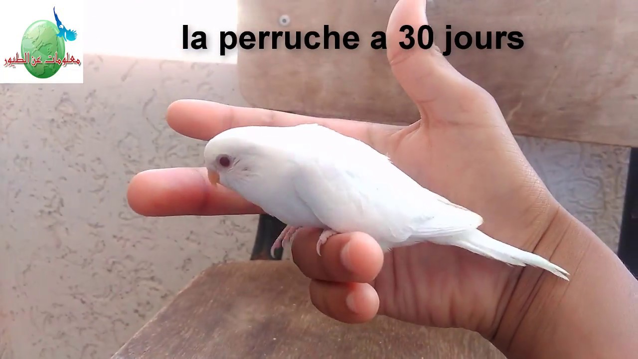 Perruches Ondulée Oeuf jusqu'a sortie du nid (mutation albino)