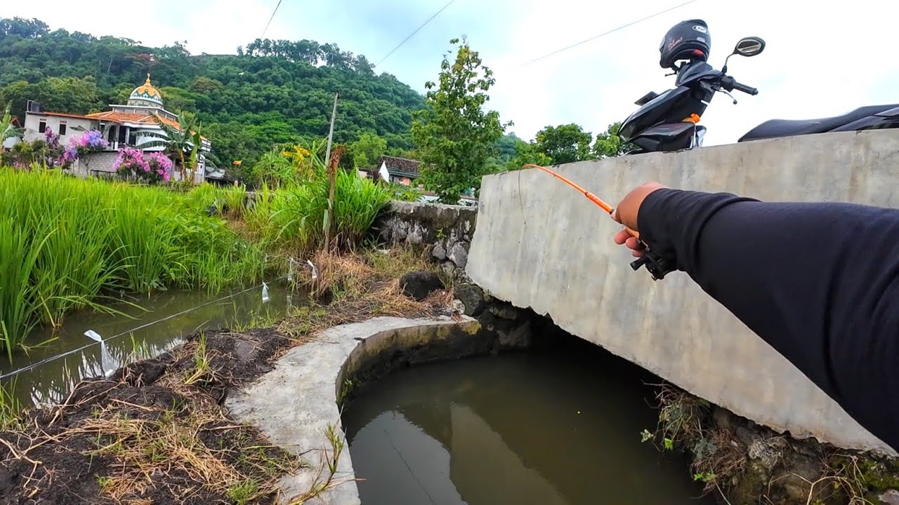 Parit sekecil ini, ikannya sebesar itu‼️Mancing di spot kalenan desa pereng‼️