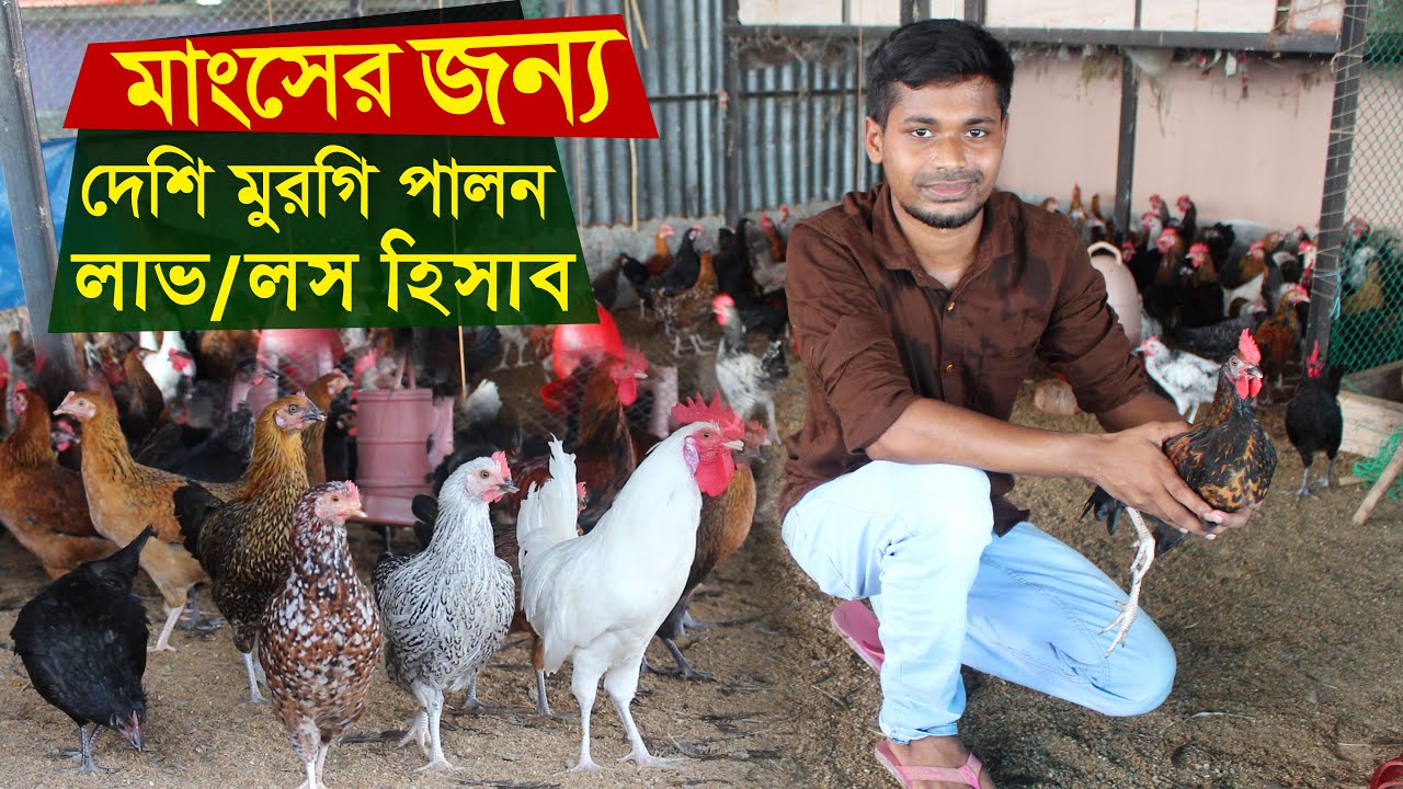 মাংসের জন্য দেশি মুরগি পালনে লাভ/লস হিসাব | Desi murgi khamar | Desi poultry farm business plan