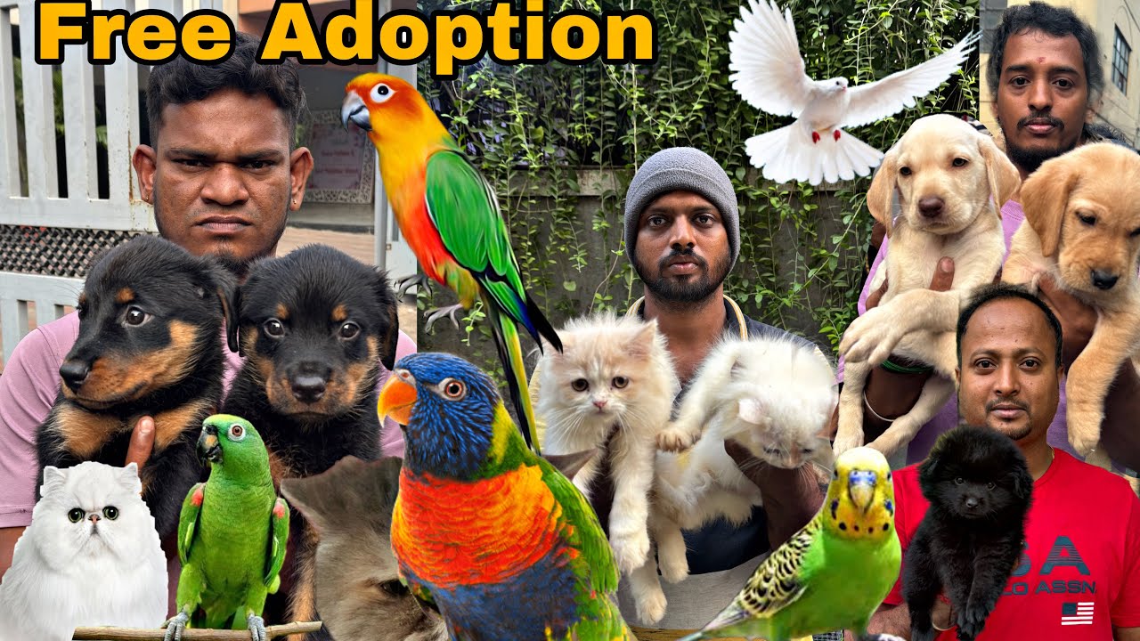 Broadway Sunday Pets Market , Open Pets Market 2025 | Free Adoption Puppies