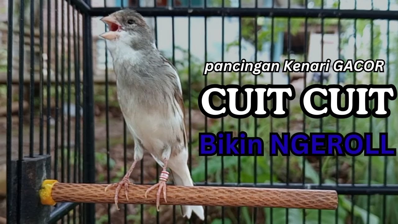 Kenari GACOR !! Pancingan KENARI PAUD Belajar Bunyi UNTUK Kenari Belajar Bunyi Ngeriwik