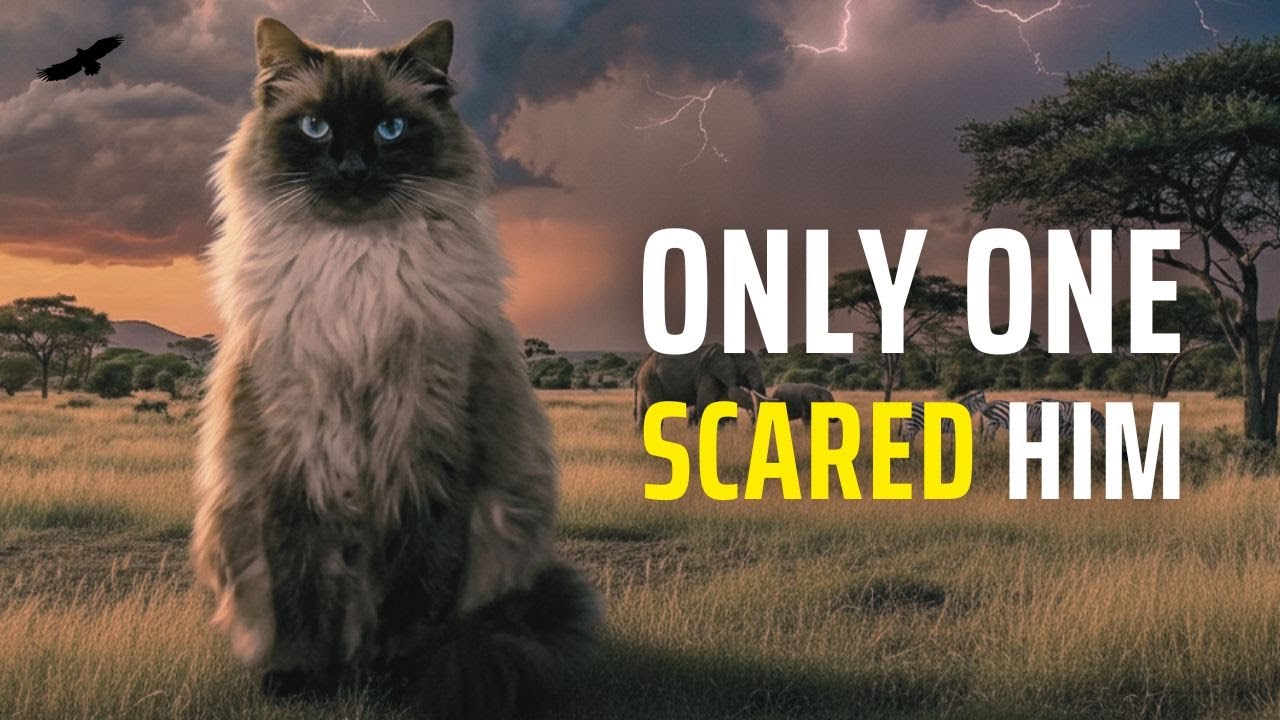 I Played 8 Wild Animal Sounds to My Ragdoll Cat... One TERRIFIED Him 😱