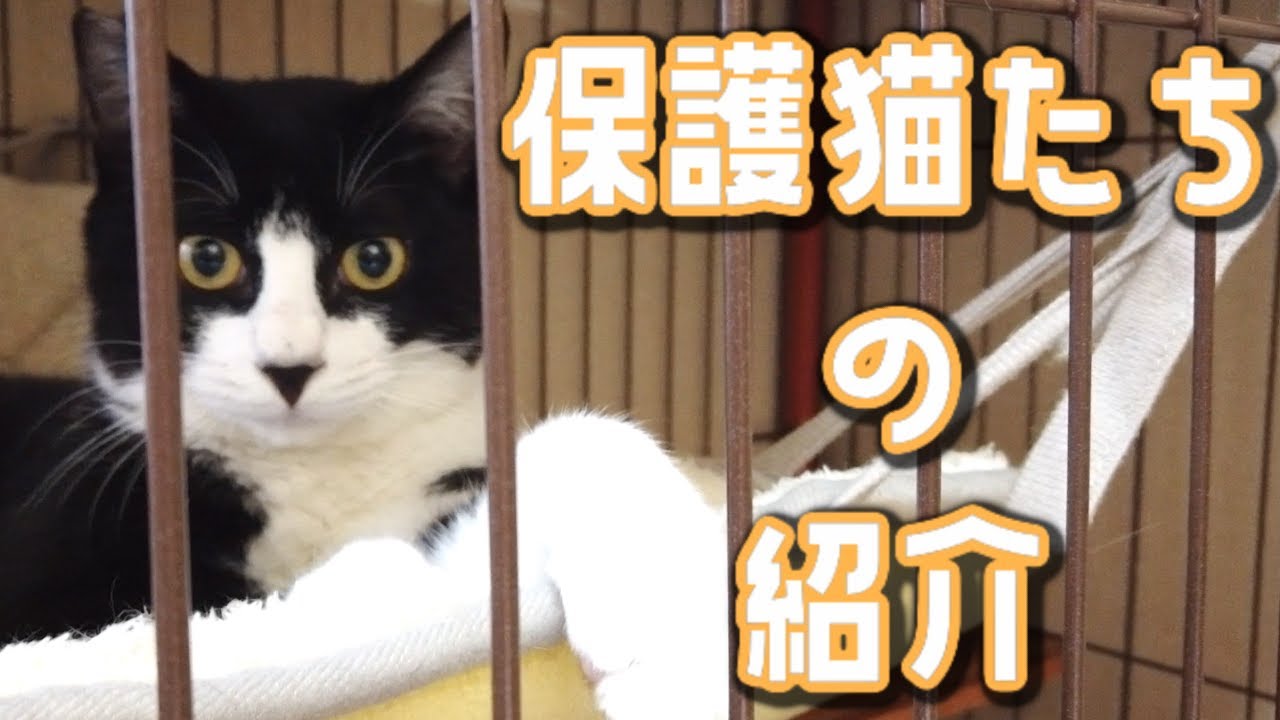 保護猫たちの紹介動画！かわいい保護猫！【保護猫】