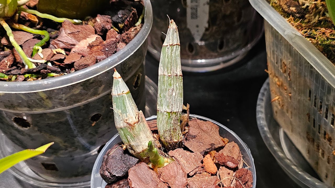 Орхидея Catasetum (Катасетум). Как правильно посадить после покупки? #catasetum #пересадкаорхидей