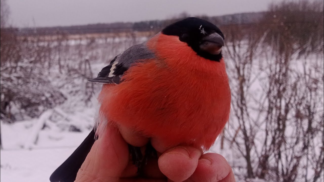 Песня снегиря. этот стон у нас песней зовётся 🐦😁
