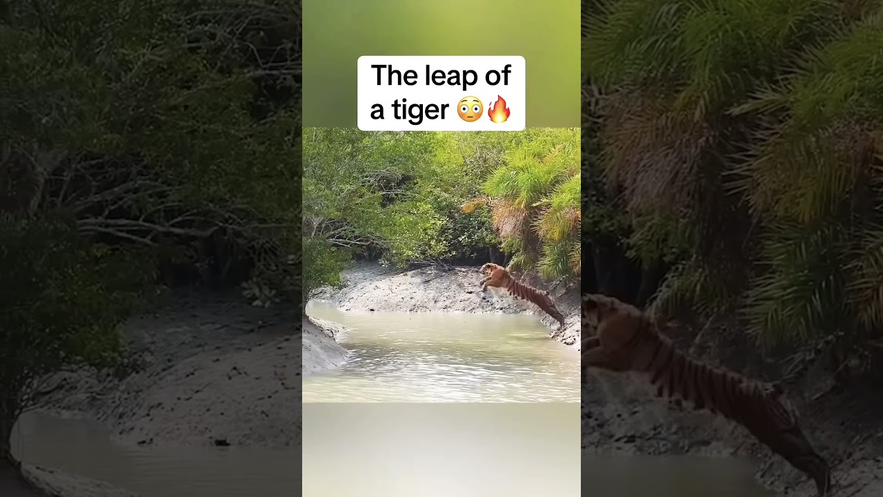 Spectacular Tiger Jumps in Water river  #shortsviral #ytshorts #wildlife #tiger