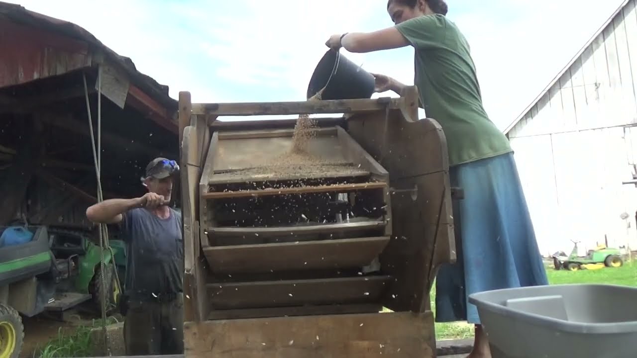 Провеивание пшеницы, июль 2022 г.