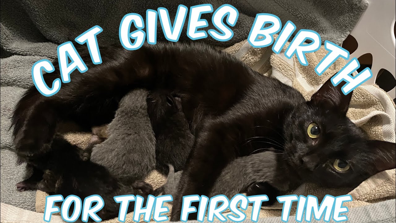 One Year Old Cat Gives Birth For The First Time | Emotional