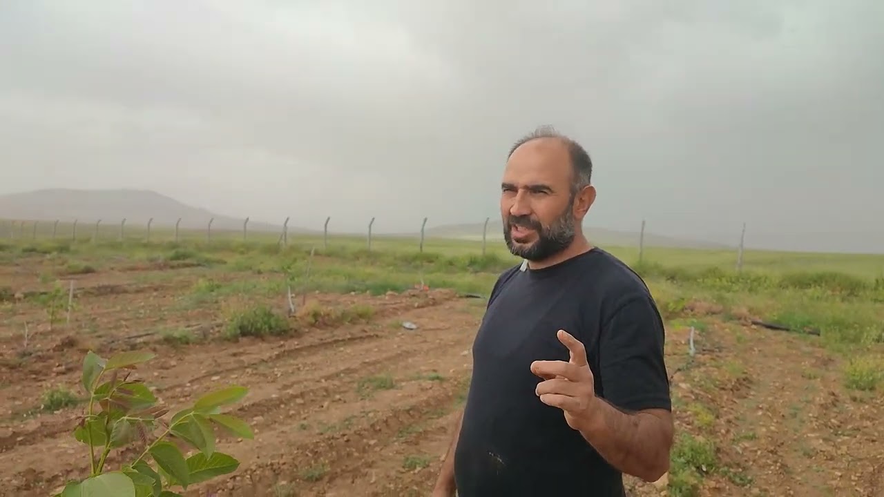 22.05.2024 CEVİZ GELİŞİMİ VE SULAMA ( WALNUT DEVELOPMENT AND IRRIGATION)